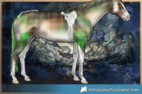 Horse Color:Plaid Liver Red Onyx Tobiano