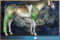 Horse Color:Plaid Liver Red Onyx Tobiano