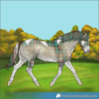 Horse Color:Plaid  Red Onyx Tobiano 