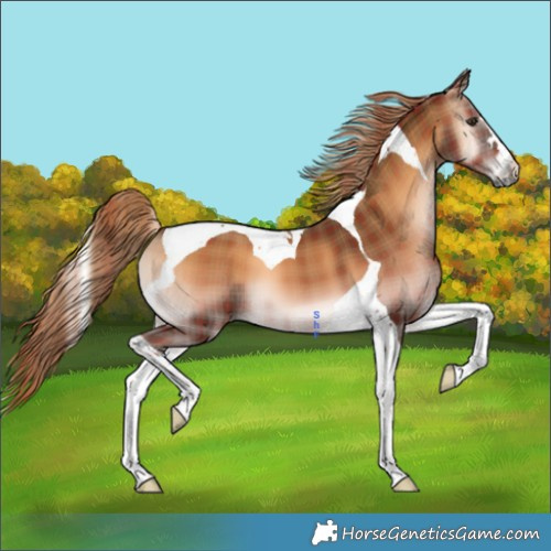Horse Color:Plaid Red Onyx Tobiano