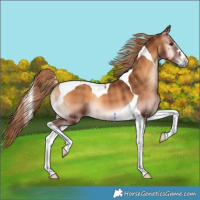 Horse Color:Plaid Red Onyx Tobiano