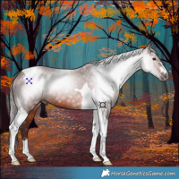 Horse Color:Gray Chocolate Bay Tobiano 