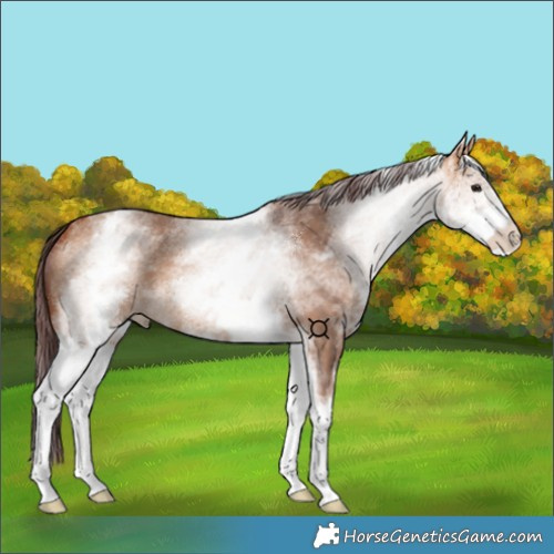 Horse Color:White Spotted Chocolate Bay Dun 