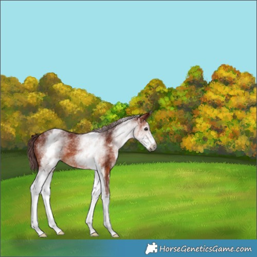 Horse Color:Gray White Spotted Chocolate Bay 