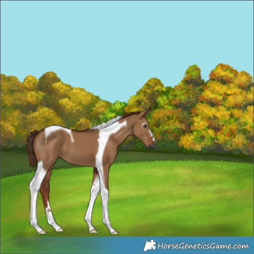 Horse Color:Gray Red Dun Tobiano 