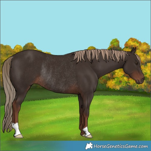 Horse Color:Liver Chestnut Rabicano 