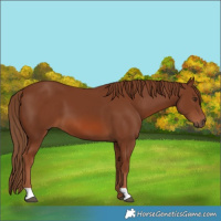 Horse Color:Chestnut 