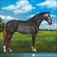 Horse Color:Gray Liver Chestnut Rabicano