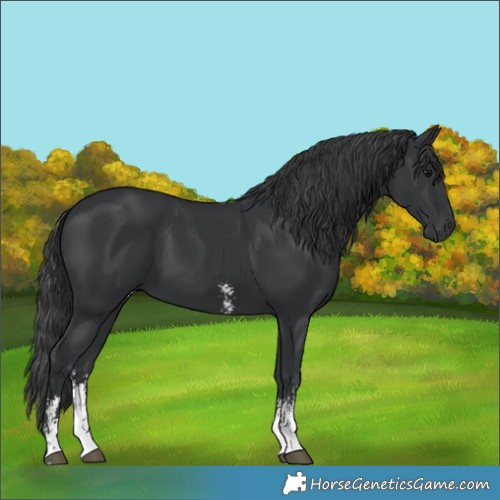 Horse Color:Black Sabino 