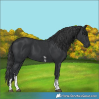 Horse Color:Black Sabino 
