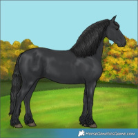 Horse Color:Black 