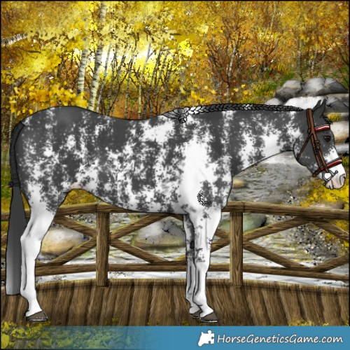 Horse Color:Black Sabino 