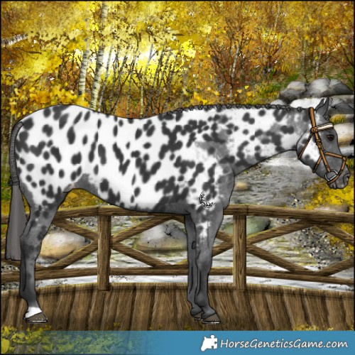 Horse Color:Black Appaloosa