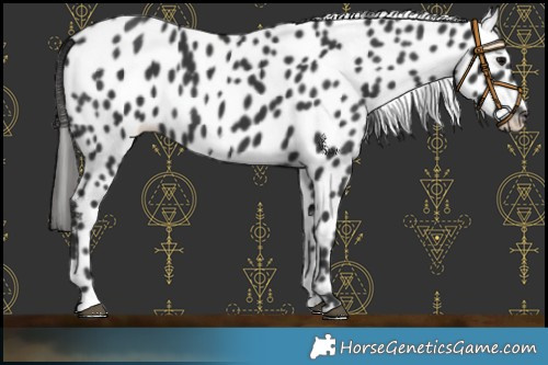 Horse Color:Black Appaloosa 