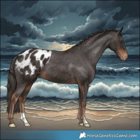 Horse Color:Liver Chestnut Appaloosa