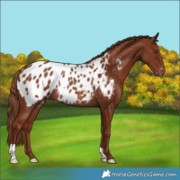 Horse Color:Chestnut Appaloosa Rabicano