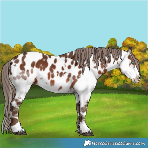 Horse Color:Liver Chestnut Splash Near Leopard 