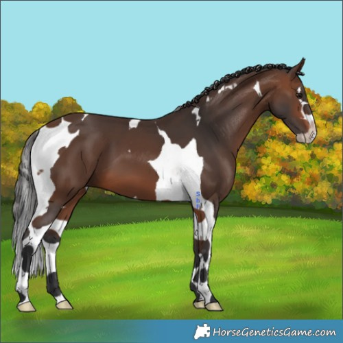Horse Color:Brown Splash Tobiano 