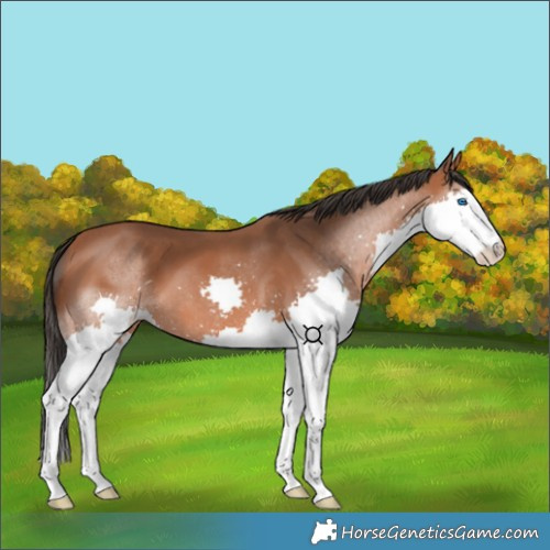 Horse Color:Bay Splash 