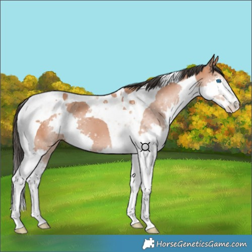 Horse Color:Bay Splash Tobiano