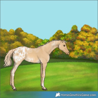 Horse Color:Palomino Ice Dun Appaloosa