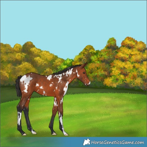 Horse Color:White Spotted Bay 