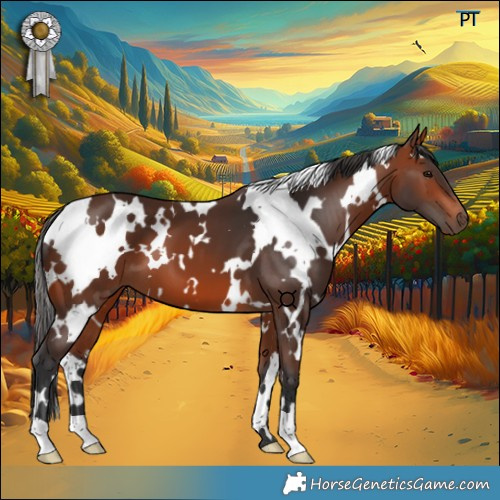 Horse Color:White Spotted Bay 