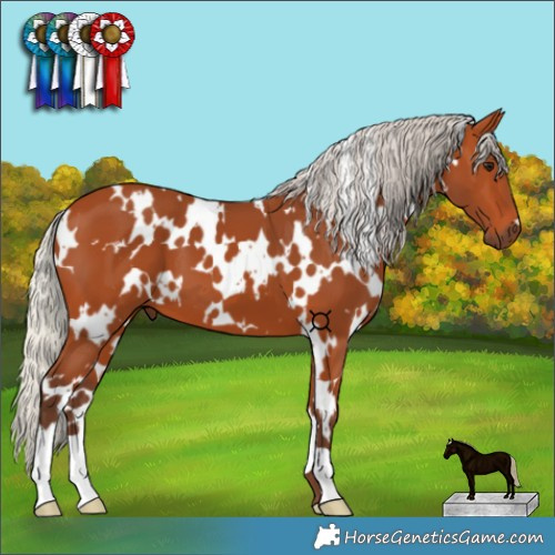 Horse Color:White Spotted Silver Bay 