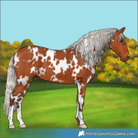 Horse Color:White Spotted Silver Bay 