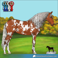 Horse Color:White Spotted Silver Bay