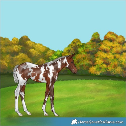 Horse Color:White Spotted Silver Brown 