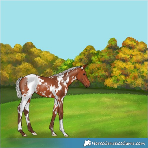 Horse Color:White Spotted Silver Bay 