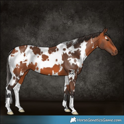 Horse Color:White Spotted Bay