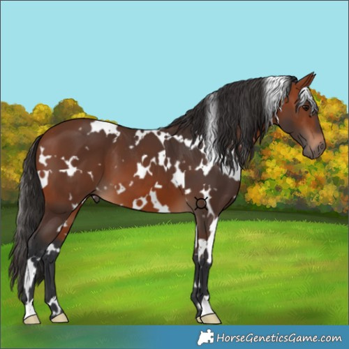 Horse Color:White Spotted Bay 