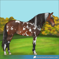 Horse Color:White Spotted Bay 