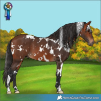 Horse Color:White Spotted Bay