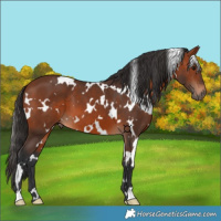 Horse Color:White Spotted Bay 