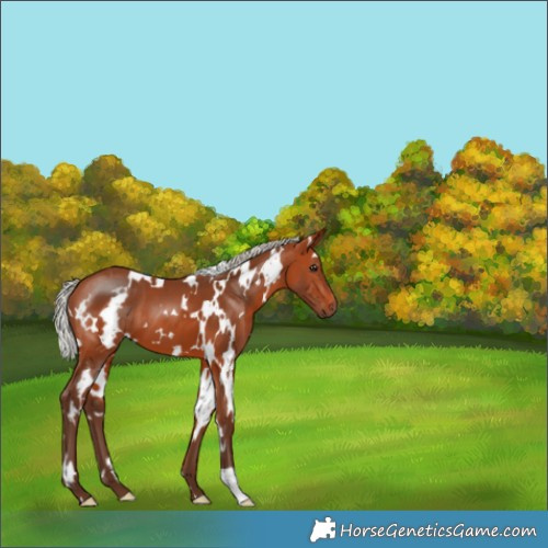 Horse Color:White Spotted Silver Bay 