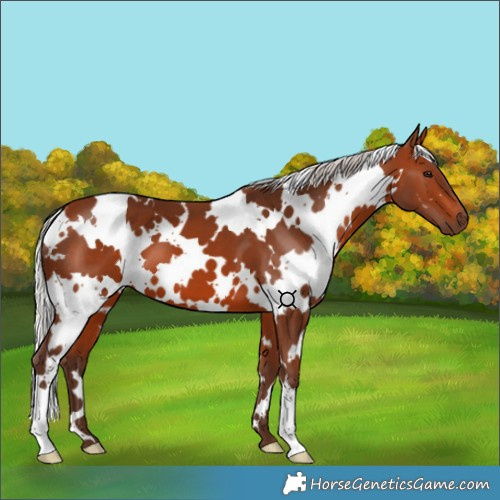 Horse Color:White Spotted Silver Brown 