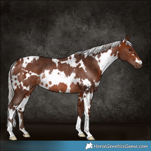 Horse Color:White Spotted Silver Brown Rabicano 
