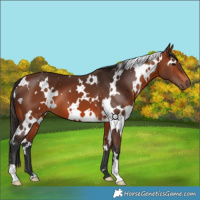 Horse Color:White Spotted Bay 
