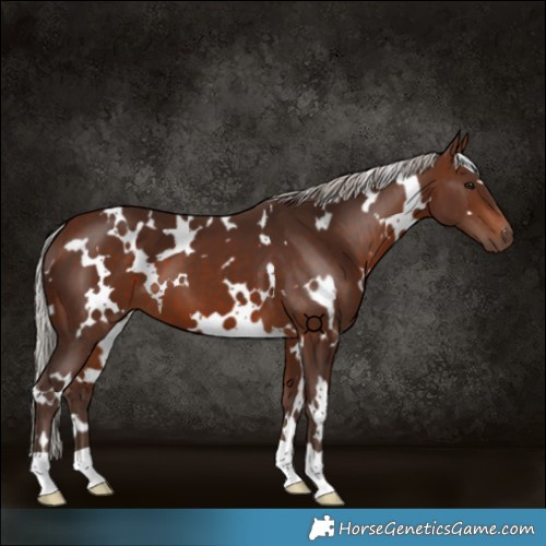 Horse Color:White Spotted Silver Brown 