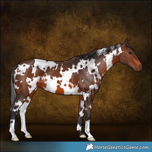 Horse Color:White Spotted Brown 