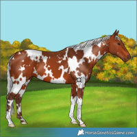 Horse Color:White Spotted Silver Brown 