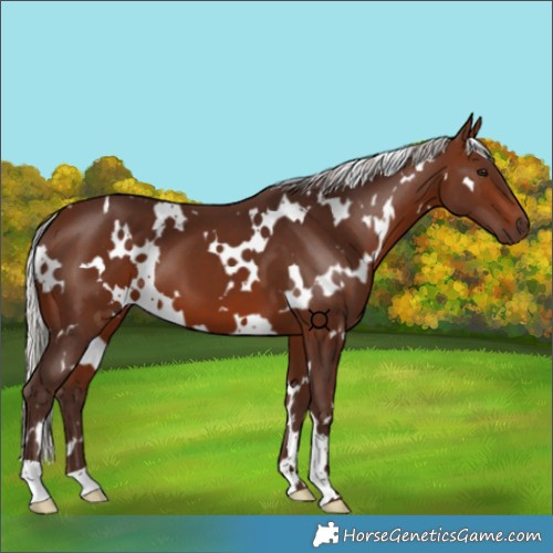 Horse Color:White Spotted Silver Brown 