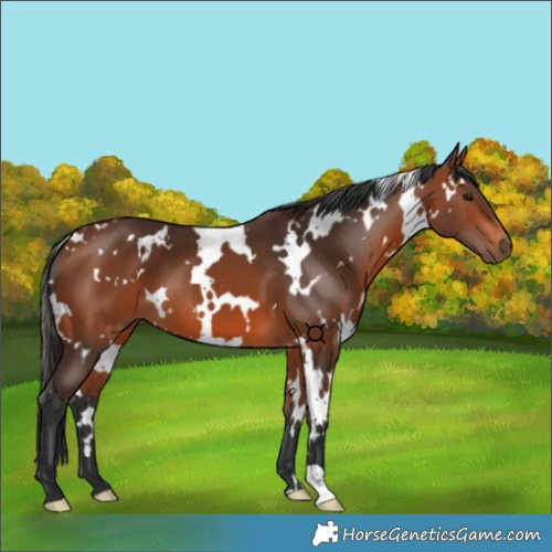 Horse Color:White Spotted Bay 