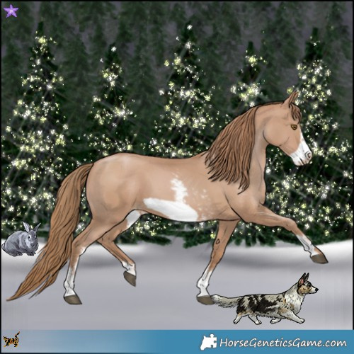 Horse Color:Black Pearl Sabino Frame 
