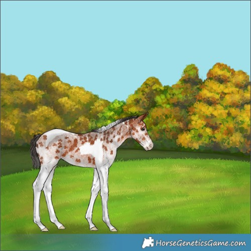 Horse Color:White Spotted Bay Tobiano 