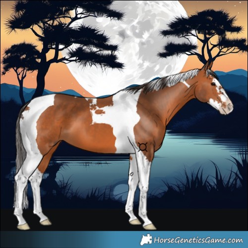 Horse Color:Bay Splash Tobiano