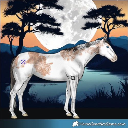 Horse Color:Bay Ice Splash Tobiano